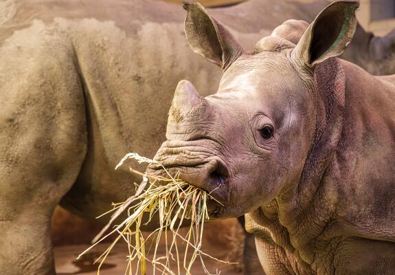 Das Nashorn „Kiah“ blickt Besuchern neuerdings nicht nur im Schweriner Zoo entgegen, sondern auch von der Fassade des Hochhauses in der Anne-Frank-Straße 46/47.