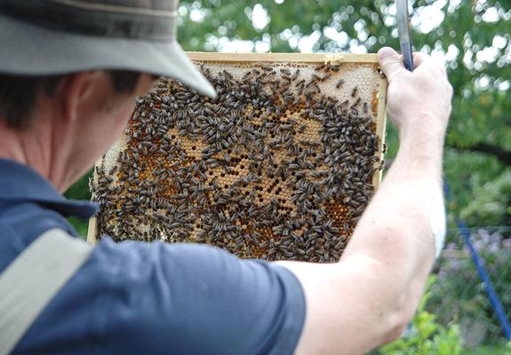 Dr. Mirko Lunau begutachtet bei seiner Kontrolle ganz genau die Waben der vier Bienenvölker