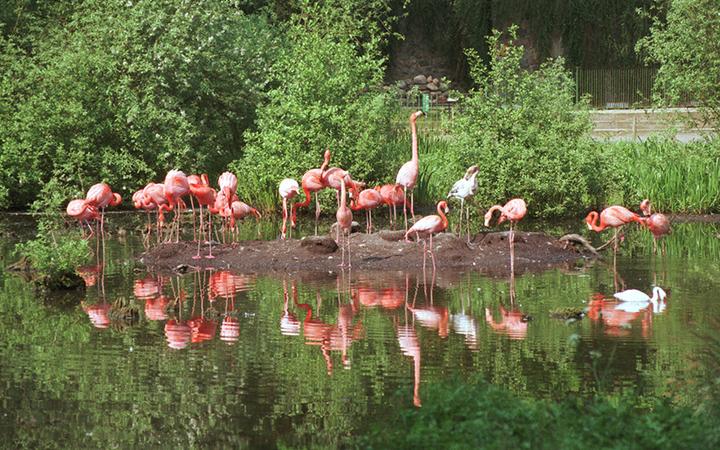 Zoo-Schwerin-Flamingos c maxpress content 1
