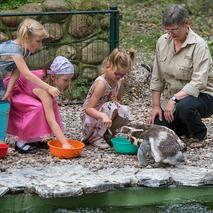 Zoo-Schwerin-Pinguinfuetterung c zooschwerin erhard heiden content 4