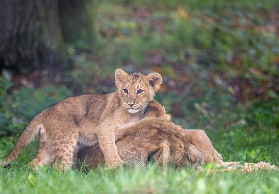 Löwenjungtier Kirana schmust mit ihrer Mutter Heidi im Schweriner Zoo, Fotos: Zoologischer Garten Schwerin