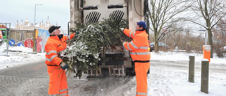 SAS-Mitarbeiter holen die ausgedienten Weihnachtsbäume von den Sammelstellen im gesamten Stadtgebiet ab