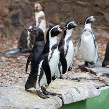 Zoo-Schwerin-Pinguine c zooschwerin content 3