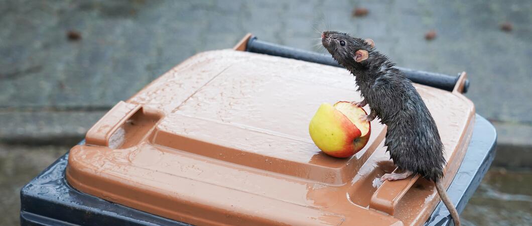 Ratten gelten als scheue und überwiegend nachtaktive Tiere. Dennoch sind in den Stadtteilen Krebsförden und Großer Dreesch in den vergangenen Wochen vermehrt tagsüber Tiere gesichtet worden