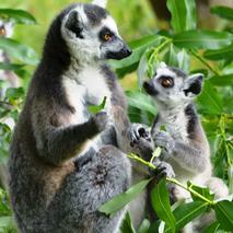 Zoo-Schwerin-Lemuren c zooschwerin content 5