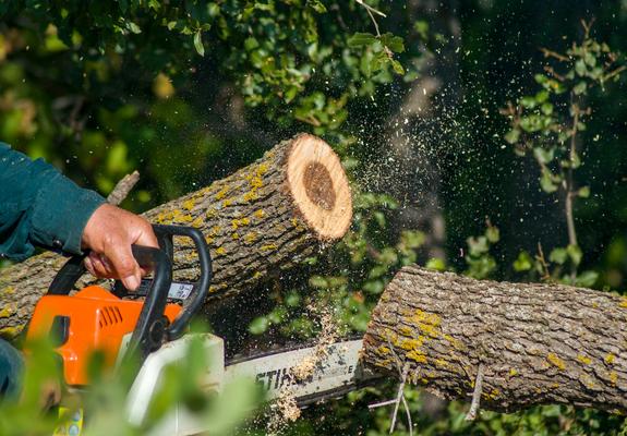 Im Zeitraum von Mitte Januar bis Ende Februar werden im Auftrag des SDS-Stadtwirtschaftliche Dienstleistungen Schwerin diverse Baumpflegearbeiten in denkmalgeschützten Anlagen ausgeführt