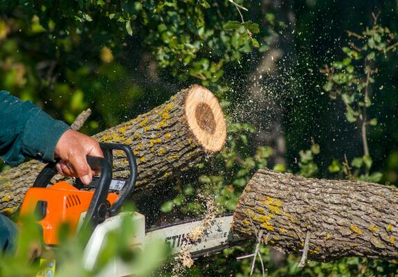 Im August stehen Baumpflegearbeiten in Schwerin an, Foto: Pixabay