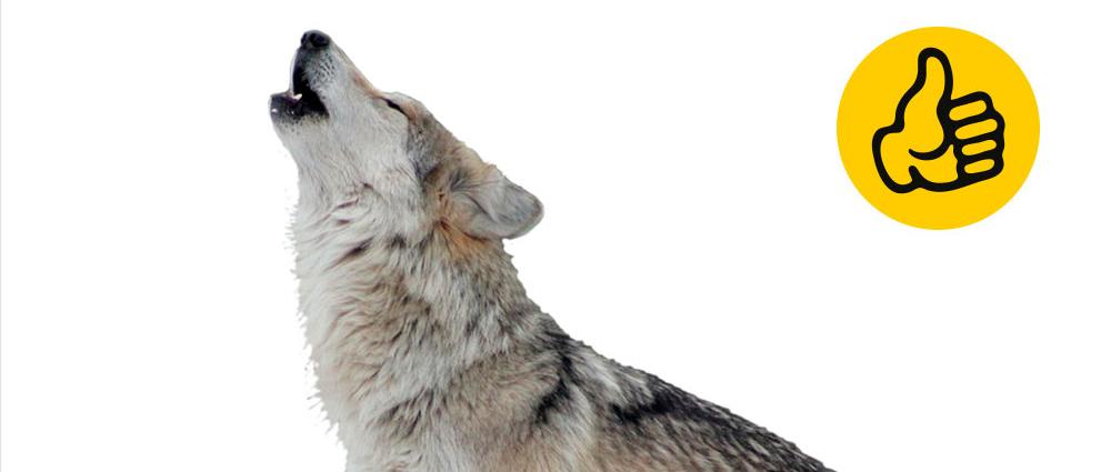 84 Prozent der befragten Schweriner waren der Rückkehr des Wolfs gegenüber positiv gestimmt