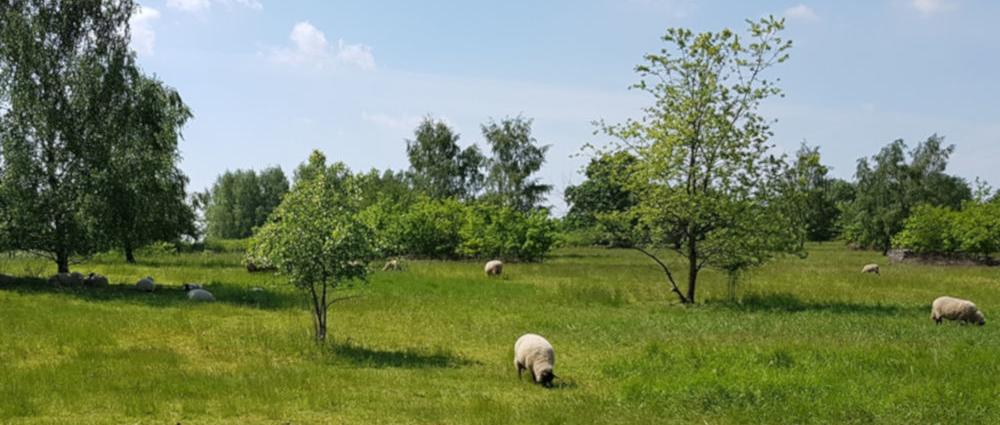 Die Wiesen in der Naturschutz-Ausgleichfläche zwischen Neumühle und Lankow bietet nicht nur Schafen einen wunderbaren Lebensraum