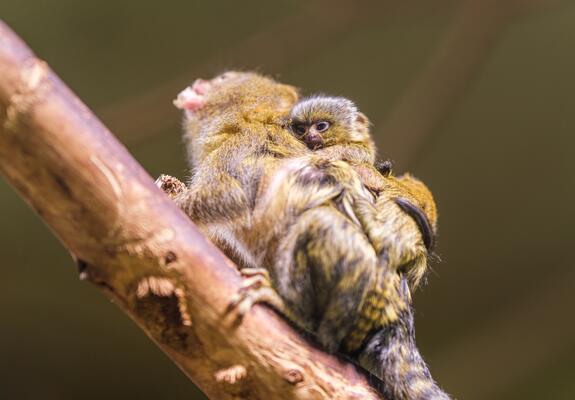 Anfang dieser Woche erblickten zwei Zwergseidenäffchen im Schweriner Zoo das Licht der Welt. Die winzigen Neuzugänge gehören zu den kleinsten Primaten der Welt und wiegen bei ihrer Geburt nur etwa 15 Gramm – kaum schwerer als ein Löffel Zucker.