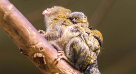 Anfang dieser Woche erblickten zwei Zwergseidenäffchen im Schweriner Zoo das Licht der Welt. Die winzigen Neuzugänge gehören zu den kleinsten Primaten der Welt und wiegen bei ihrer Geburt nur etwa 15 Gramm – kaum schwerer als ein Löffel Zucker.