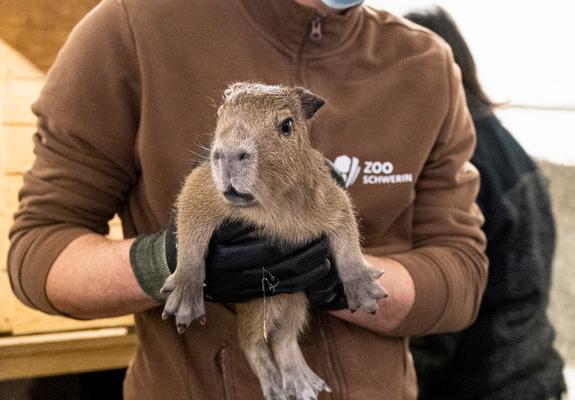 Die im Schweriner Zoo lebenden Capybaras Fernando und Estrella haben am 27. Januar den ersten Nachwuchs bekommen. Capybaras sind auch als Wasserschweine bekannt.