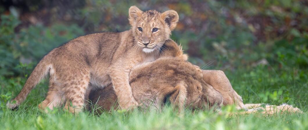 Löwenjungtier Kirana schmust mit ihrer Mutter Heidi im Schweriner Zoo, Fotos: Zoologischer Garten Schwerin