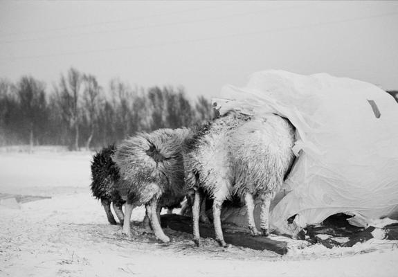 Die Ausstellung mit norwegischen Fotografien ist im Kulturforum zu sehen, Foto: Inge Alette Mæhlum