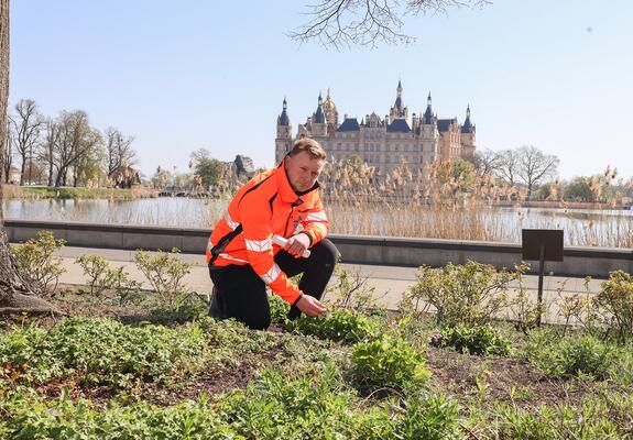 Oliver Kuhn (Foto) und sein Team betreuen rund 4.900 Quadratmeter Staudenfläche im Stadtgebiet | Foto: maxpress