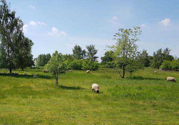 Die Wiesen in der Naturschutz-Ausgleichfläche zwischen Neumühle und Lankow bietet nicht nur Schafen einen wunderbaren Lebensraum