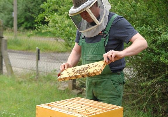 Bei der Ernte entnimmt Dr. Mirko Lunau die  gefüllten Honigwaben, entdeckelt sie und schleudert den Honig raus