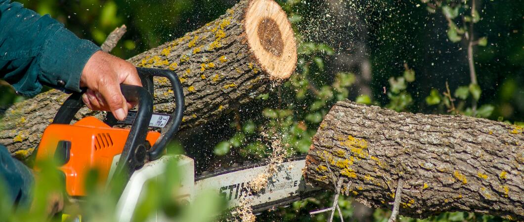 Im Zeitraum von Mitte Januar bis Ende Februar werden im Auftrag des SDS-Stadtwirtschaftliche Dienstleistungen Schwerin diverse Baumpflegearbeiten in denkmalgeschützten Anlagen ausgeführt