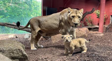 Etwa 7 Wochen jung ist der jüngste Löwennachwuchs im Schweriner Zoo. Nun beginnt auch er zusammen mit seiner Mutter „Indi“ die für Besucher einsehbaren Innenbereiche zu erkunden.