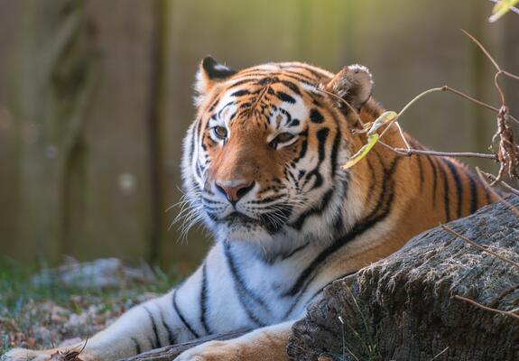 Am Samstag, den 3. August, ist der fünfzehnjährige Sibirische Tiger „Angara“ an den Folgen eines Krampfanfalles verstorben.