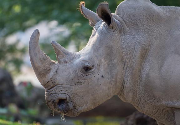 Rund um den Weltnashorntag am 22. September sammelt der Zoo Schwerin Spenden für die Organisation Save the Rhino.