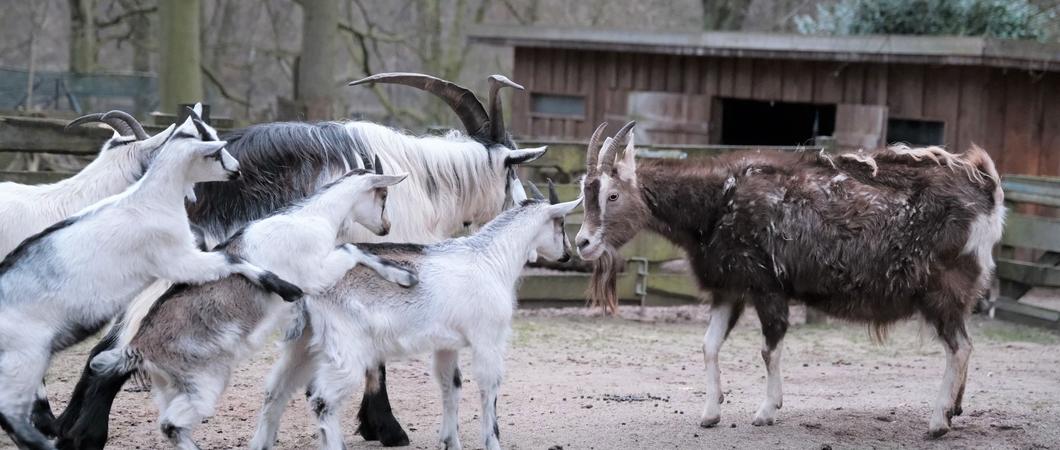 Sechs Pfauenziegen leben nun auf Bauer Lehmanns Hof im Schweriner Zoo