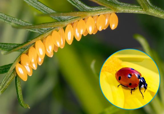 Eigentlich ist der Marienkäfer ein krabbelndes Glückssymbol, gern gesehener Gast im Garten oder auf dem Balkon. Doch nun droht vielleicht eine Plage?