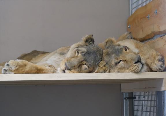 Seit einer Woche ist der Schweriner Zoo nun das neue Zuhause der drei Löwen-Schwestern. Nach dem aufregenden Umzug hieß es in dieser Woche vor allem: schlafen, ausruhen und kuscheln.