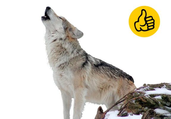 84 Prozent der befragten Schweriner waren der Rückkehr des Wolfs gegenüber positiv gestimmt
