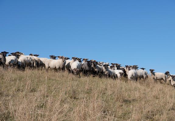 Wer zuletzt in den Lankower Bergen unterwegs war, der hat es hier und da vermutlich blöken hören. Eine Herde Schwarzkopfschafe mit insgesamt 180 Muttertieren grast seit dem Frühjahr munter umher.