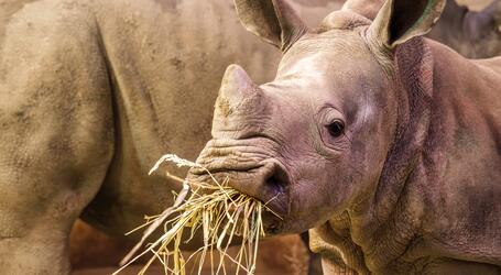 Das Nashorn „Kiah“ blickt Besuchern neuerdings nicht nur im Schweriner Zoo entgegen, sondern auch von der Fassade des Hochhauses in der Anne-Frank-Straße 46/47.