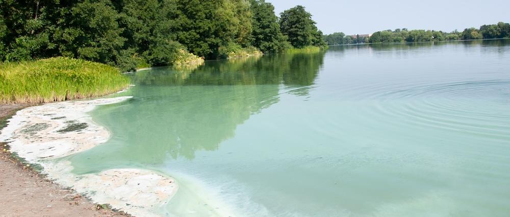 Bei hohen Wassertemperaturen vermehren sie sich oft massenhaft und in kurzer Zeit Cyanobakterien, die auf Grund der blau-grünen Färbung auch als Blaualgen bezeichnet werden.