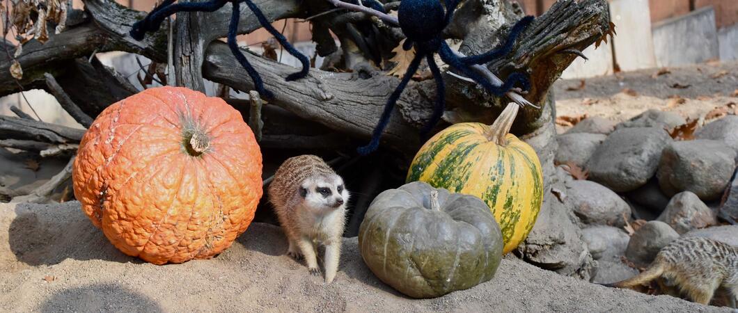 Die Erdmännchen im Zoo sind schon in Halloween-Stimmung, Fotos: Zoologischer Garten Schwerin