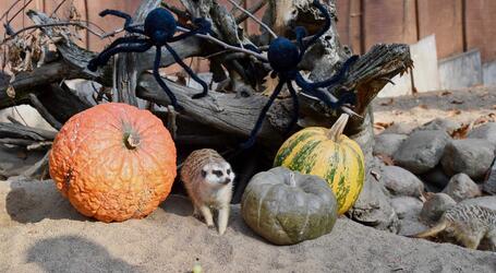 Die Erdmännchen im Zoo sind schon in Halloween-Stimmung, Fotos: Zoologischer Garten Schwerin