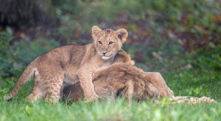 Löwenjungtier Kirana schmust mit ihrer Mutter Heidi im Schweriner Zoo, Fotos: Zoologischer Garten Schwerin