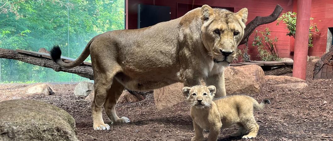 Etwa 7 Wochen jung ist der jüngste Löwennachwuchs im Schweriner Zoo. Nun beginnt auch er zusammen mit seiner Mutter „Indi“ die für Besucher einsehbaren Innenbereiche zu erkunden.