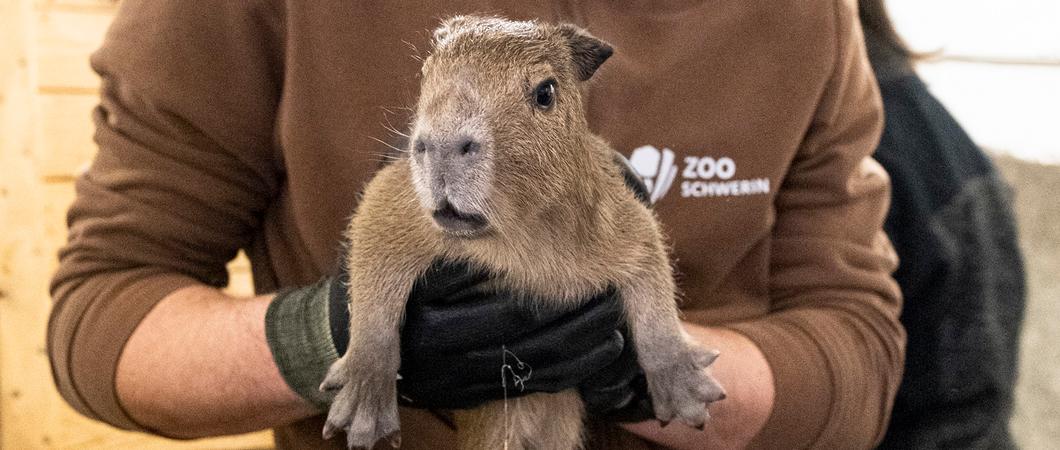 Die im Schweriner Zoo lebenden Capybaras Fernando und Estrella haben am 27. Januar den ersten Nachwuchs bekommen. Capybaras sind auch als Wasserschweine bekannt.