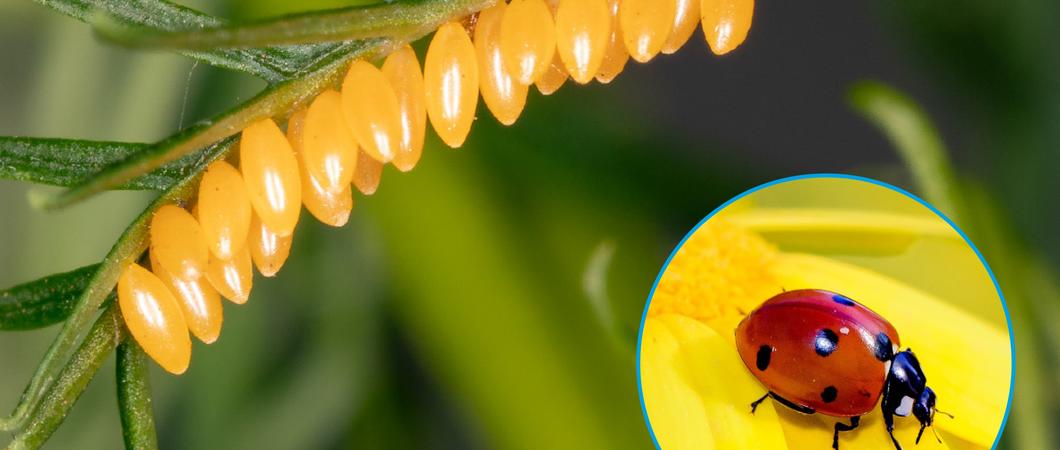 Eigentlich ist der Marienkäfer ein krabbelndes Glückssymbol, gern gesehener Gast im Garten oder auf dem Balkon. Doch nun droht vielleicht eine Plage?
