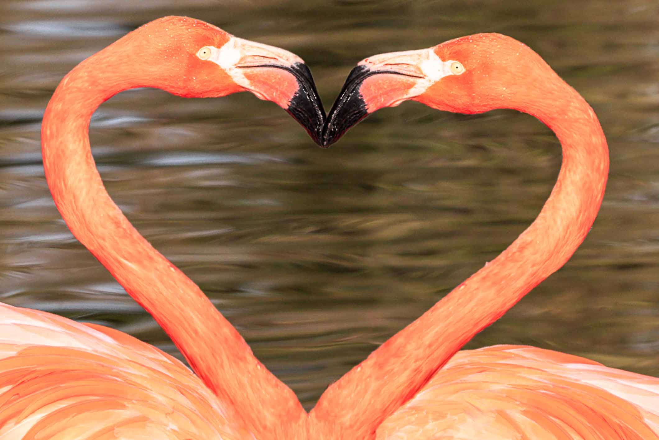 Ein Valentinstagsdinner ist romantisch inmitten der Zootiere zu erleben, Foto: Zoo Schwerin
